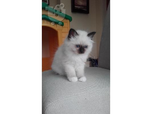 birman x ragdoll